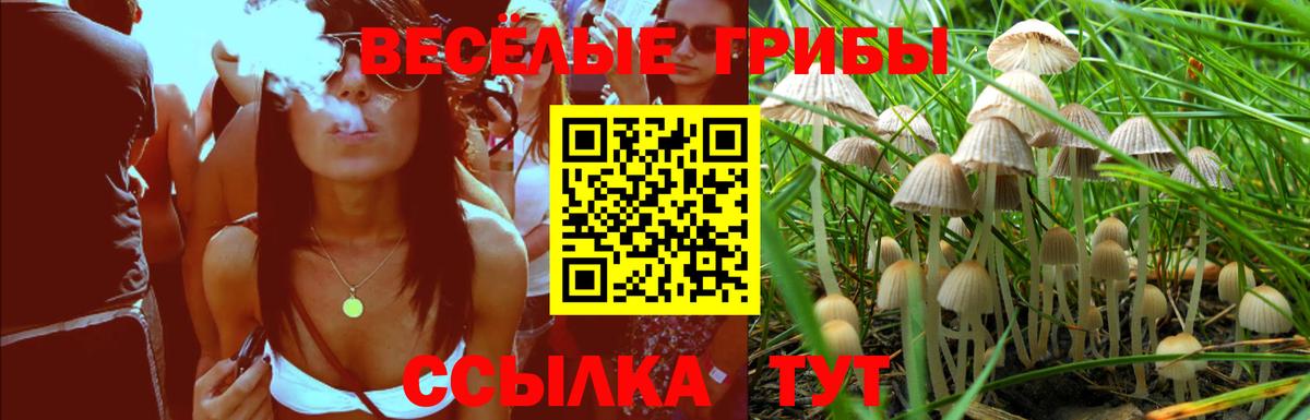 Галлюциногенные грибы Psilocybe Грозный